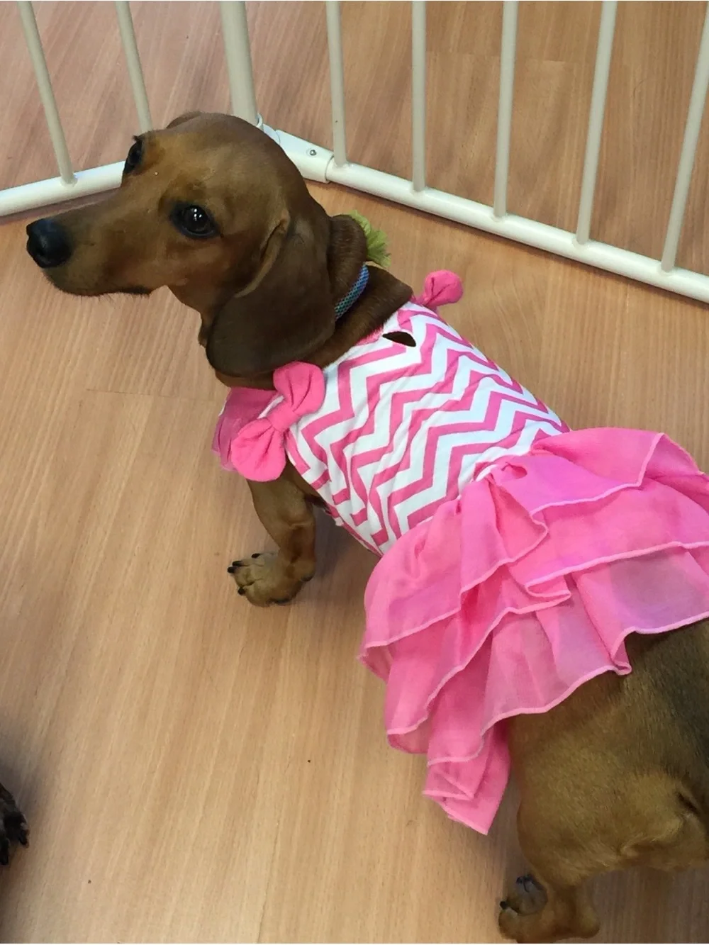 Pink Chevron Ruffle Dog Dress Med
